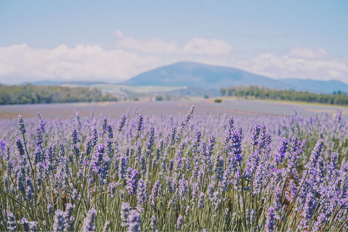 Lavendel